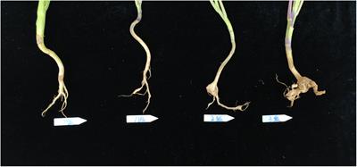Effects of Streptomyces melanosporofaciens X216 on microbial diversity in oilseed rape soil
